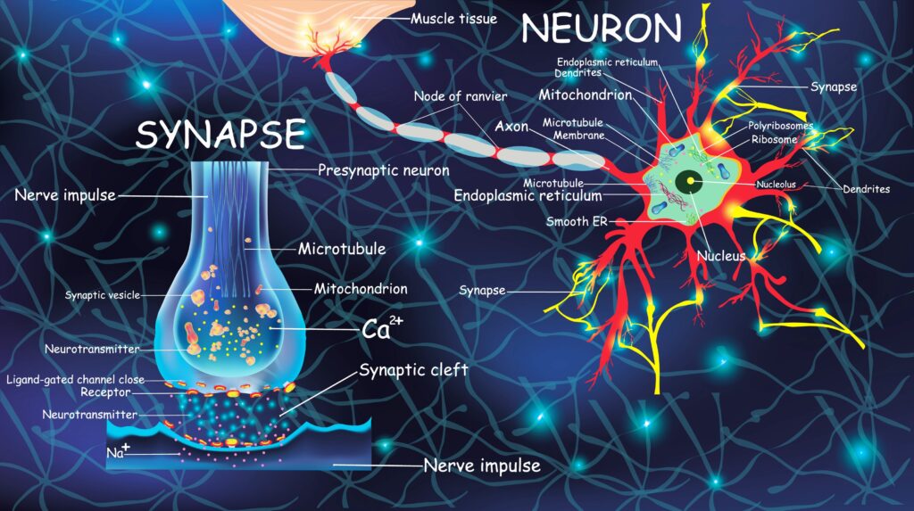 “Neuron और Synapse का वैज्ञानिक चित्र जिसमें nerve impulse, neurotransmitter और brain communication process को दर्शाया गया है”